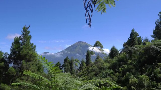 Beautiful view of Mount Sindoro volcano framed by lush green pine trees and ferns under a blue sky, Indonesia