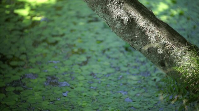 Korea traditional garden culture pond lotus leaf tree nature summer pathway green foliage environment landscape 대한민국 한국 전통 정원문화 정원 연못 연잎 나무 자연 여름 흙길 산책로 녹음 풍경 환경 아시아 동양 평화로운 잔잔한 문화유산 여행 명소 역사적 친환경 생태