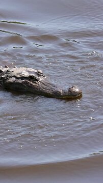 American Alligator Doing a Head Slap Territorial Display During Breeding Season