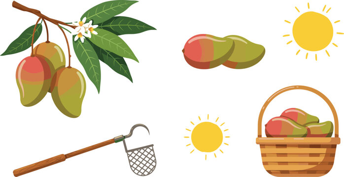 Fresh sweet mango tree branch vector illustration bundle with orchard harvest wicker basket fruit picker tool blossom flowers and sun elements isolated on white background.
