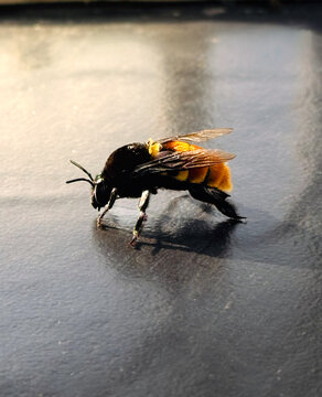 Primer plano de abejorro grande con abdomen amarillo al sol