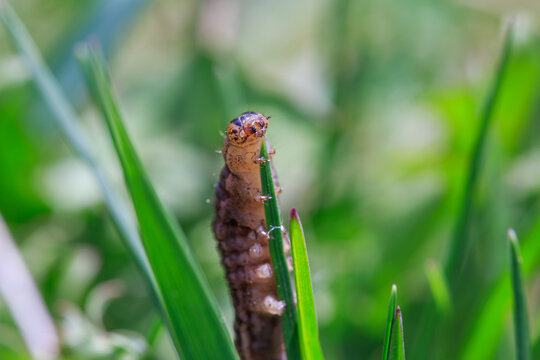 Brown Cutworm Climbing Blade of Green Grass Macro Nature
