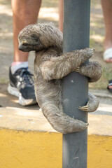 Fototapeta premium Brown-throated sloth (Bradypus variegatus) climbing a light pole in Centennial Park, in Cartagena, Colombia
