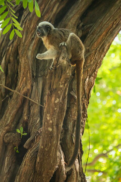 Cotton-top tamarin (Saguinus oedipus) in a tree, in Cartagena, Colombia