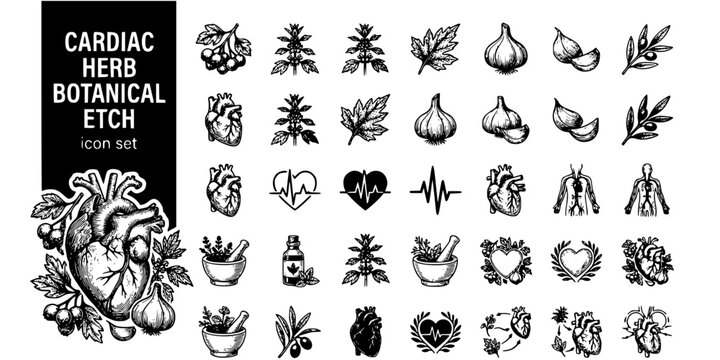 Cardiac Herb Botanical Etch Black White-Hawthorn Motherwort Garlic Olive Leaf-Heart Botanical Vector-Herb Icon Etch-Cardiology ICU Design Set