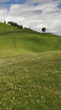 Vertical aerial video of Altai natural landscape under blue sky and clouds. Chamomile meadow fields.