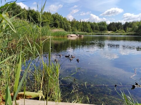 A small flock of wild ducks swimming in a clear forest lake with reeds on the shore