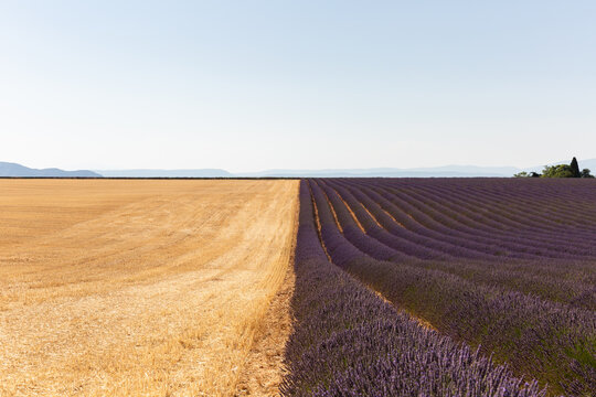 Paysage avec un champ de lavandes en fleurs et un champ de bl&eacute; coup&eacute; dispos&eacute;s c&ocirc;t&eacute; &agrave; c&ocirc;te au centre de l'image, vue de face avec ciel bleu en arri&egrave;re-plan, Provence, sud de la France