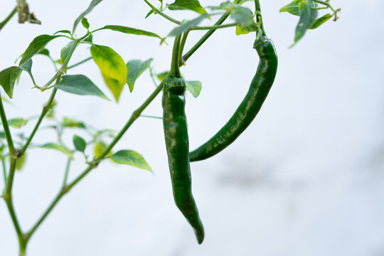 Green chili pepper growing naturally on a healthy plant with soft background. Suitable for agriculture, organic farming and fresh ingredient concepts.