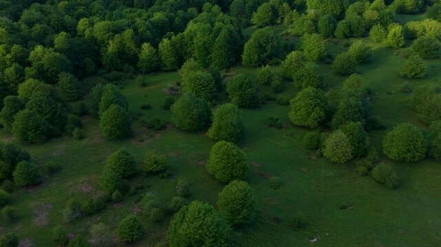 Aerial drone view of the spring landscape of beech forests in the Sierra de Entzia. &Aacute;lava. Basque Country. Spain. Europe