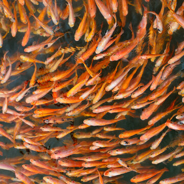 Top view of a dense school of orange tilapia fish swimming in water. Crowded flock of golden fish feeding in an aquaculture pond ripples.