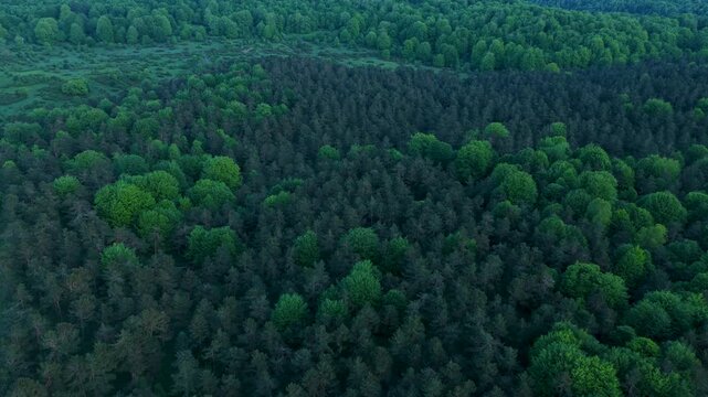 Aerial drone view of the spring landscape of beech forests in the Sierra de Entzia. &Aacute;lava. Basque Country. Spain. Europe
