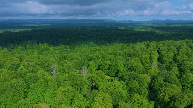 Aerial drone view of the spring landscape of beech forests in the Sierra de Entzia. &Aacute;lava. Basque Country. Spain. Europe