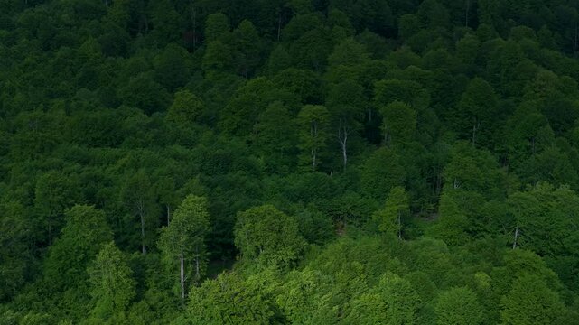 Aerial drone view of the spring landscape of beech forests in the Sierra de Entzia. &Aacute;lava. Basque Country. Spain. Europe