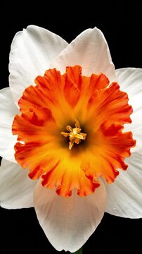 White and orange Narcissus Barret Browning flower blooming against a black background