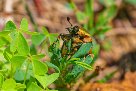Green June Beetle (Cotinis nitida), commonly known as the June bug or June beetle, characterized by its vibrant green wings with tan or golden-brown borders.