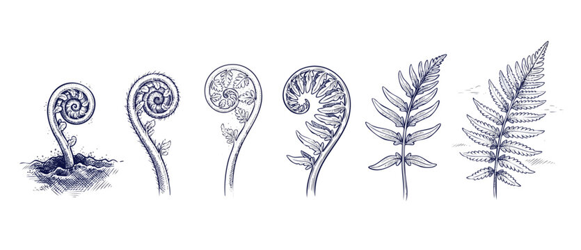 Fern growth cycle botanical illustration showing hand drawn fiddleheads and unfolding fronds. Vintage engraving style vector of plant life stages, koru spirals, and leaves on white background.