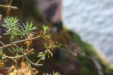 Coastal shrub with spider webs above the Atlantic Ocean © Gabriela