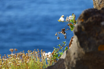 Wildflowers growing on volcanic coastal cliffs above the Atlantic Ocean © Gabriela