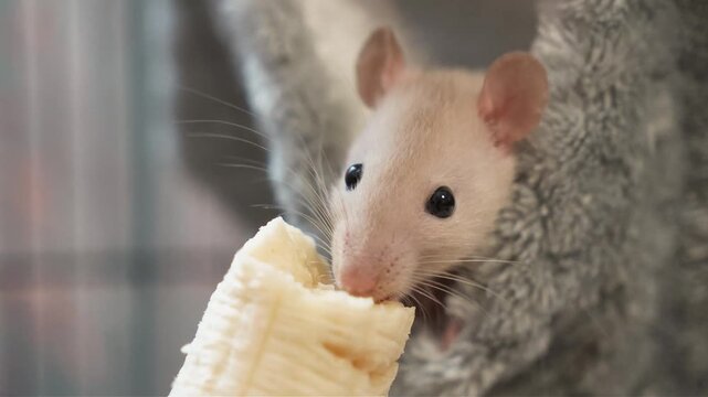 cute white and gray decorative rat Dumbo sits in a plush hammock and eats a banana. life of decorative rats, care and leisure. happy animals, rodent diet