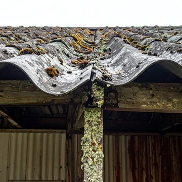 Weathered Corrugated Roof Covered with Moss and Lichen on Rustic Shed