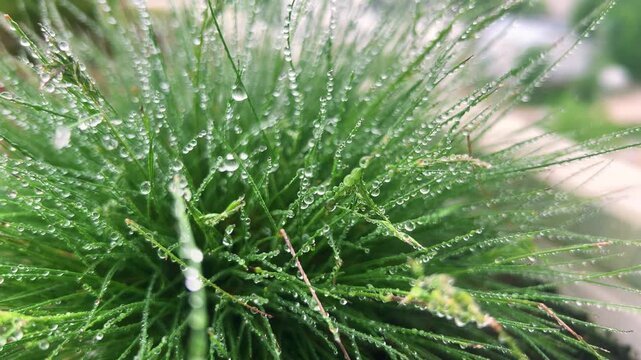 Macro shot shows green sheep fescue grass blades covered in fresh morning dew drops after rain. Sparkling water beads on meadow flora leaves create a vibrant, clean ecological concept background.
