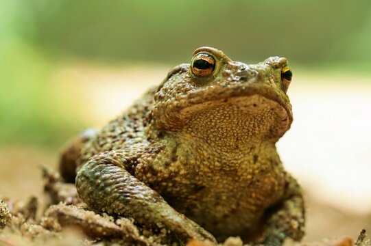 Portrait of a common toad sitting on the ground looking at the camera low angle shot.