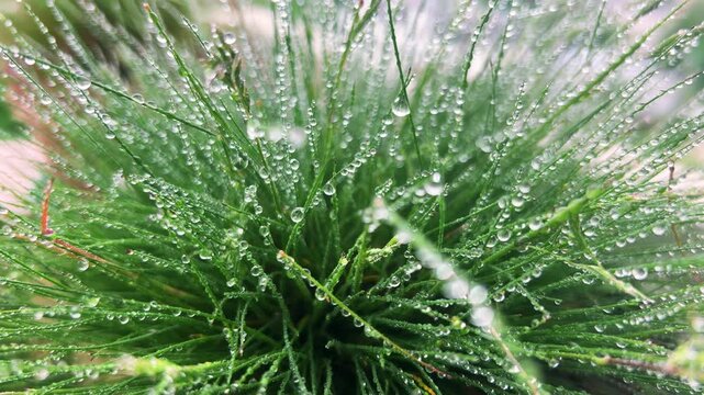 Macro shot of green sheep fescue grass blades covered in fresh morning dew drops after rain. Vibrant nature background shows sparkling water beads on meadow flora for a clean ecological concept.