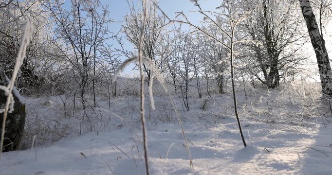   birch trees under a clear winter sky, birch trunks stand in a row in the snow against a deep blue sky in sunny frosty weather