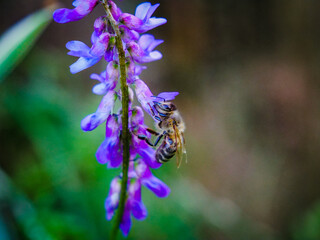 Close-up macro photography of a honey bee collecting nectar from a vibrant purple tufted vetch wildflower in a lush spring garden environment © Martin