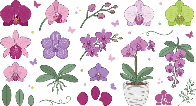 Orchid Flower Vector Collection with Blooming Phalaenopsis Cattleya Dendrobium Plants Leaves and Floral Elements Isolated Botanical Illustration Set