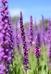 Obraz premium lavender field in provence