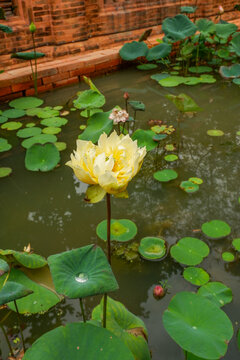 Beautiful Lotus flower with green leaves,Pink and white Lotus 's flowers are in the pool and wild forest,Lily pads with blooming pink water lilies in park or water garden.