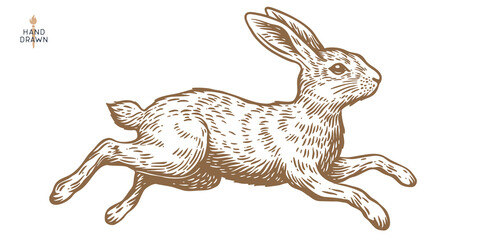 Fototapeta premium Hare, rabbit sketch. Vintage retro print, black white wild hare, rabbit drawing, sketch ink pencil draw, engrave old school style. Sketch artwork silhouette wild hare rabbit. Vector Illustration