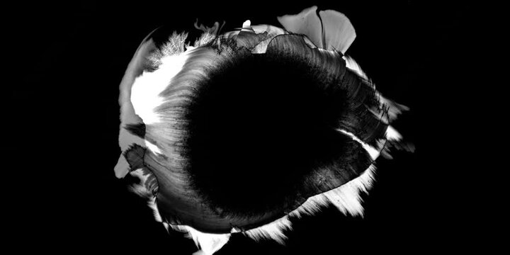 Ink drop forms soft bulbous bloom with rounded petal-like edges