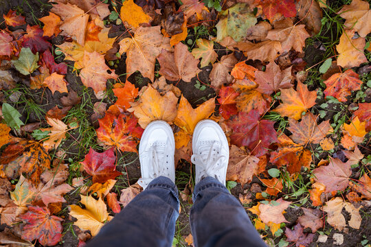 Point of view of white sneakers standing on colorful fallen autumn leaves, seasonal walk and cozy fall lifestyle concept