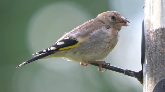 European Goldfinch (Carduelis carduelis) juvenile eating Niger seeds from a garden bird feeder. June, Kent, UK [Half speed]