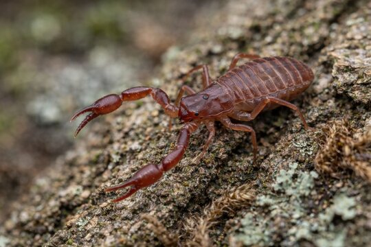Macro photograph of a pseudoscorpion on textured tree bark in its natural habitat