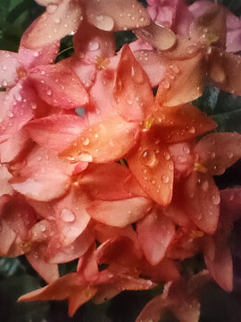 Pink Ixora Flowers Covered with Fresh Rain Water Drops Macro Close Up