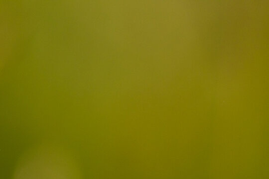 Blurred green background with soft gradients and subtle variations in color, creating an abstract and tranquil visual effect suitable for various design applications
