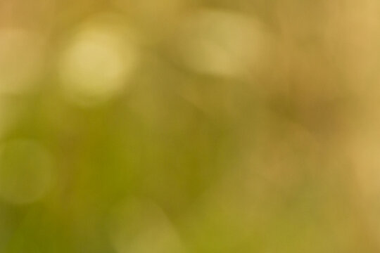 Softly blurred background featuring shades of green and yellow, creating an abstract natural scene with a gentle bokeh effect and indistinct light patterns