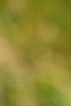 Softly blurred abstract background with shades of green and yellow creating a natural, organic feel suitable for various design applications and projects