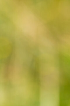 Soft blurred background with shades of green and yellow, creating an abstract natural scene ideal for design and artistic applications
