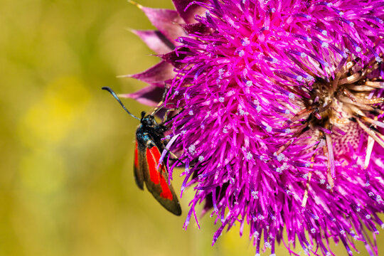Close-up of a red and black moth perched on a vibrant purple thistle flower with blurred green background in a natural outdoor setting