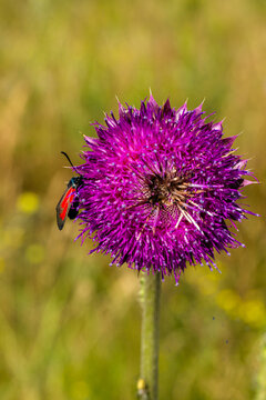 Close-up of a vibrant purple thistle flower with a red and black insect perched on its petals against a blurred green background in a natural setting