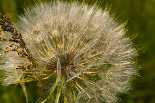 Salsify. Close-up of a large dandelion seed head with delicate white filaments against a blurred green background in a natural outdoor setting