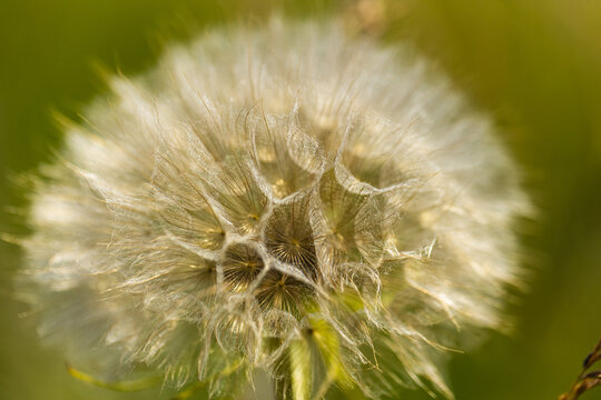 Salsify. Close-up of a dandelion seed head with delicate white fluff and green background, showcasing intricate details of seeds and natural textures in a soft-focus setting