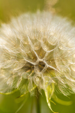 Salsify. Close-up view of a dandelion seed head displaying intricate details of seeds and fine hairs against a blurred green background in natural sunlight