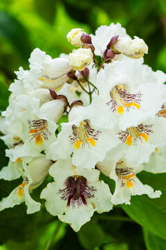 Catalpa speciosa. White flowers of the Catalpa tree with yellow and purple markings bloom amidst lush green foliage in a vibrant garden setting