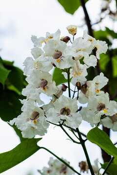 Catalpa speciosa. White flowering tree blossoms with delicate petals and yellow centers against a blurred green background in a natural outdoor setting